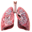 Anatomy