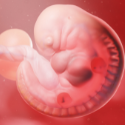 Embryology