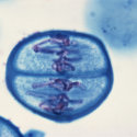 Histology