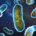 Microbiology