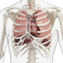 Pulmonary & Respiratory